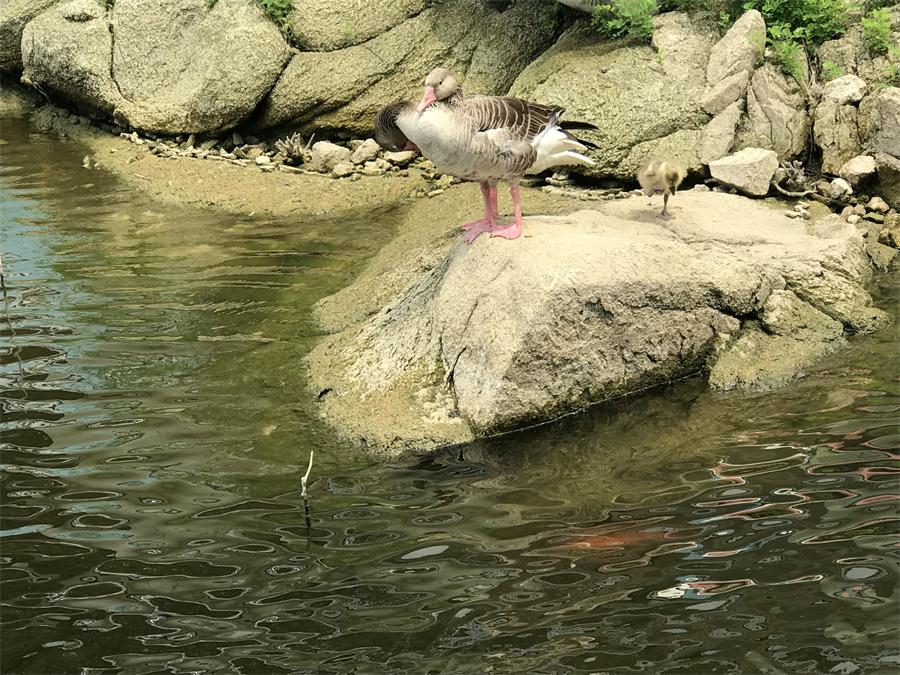 天鵝湖風(fēng)景區(qū)（泰山）速覽！(圖15)