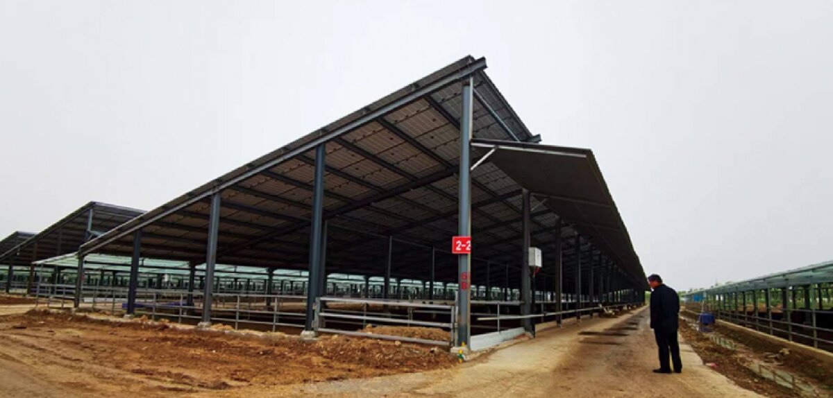 信橋鋼構(gòu)：打卡蒙陰農(nóng)業(yè)溫室大棚、青州黑牛養(yǎng)殖基地！(圖5)